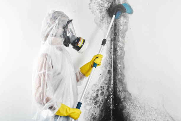 Mold Remediation for Vacation Homes in Normal, IL