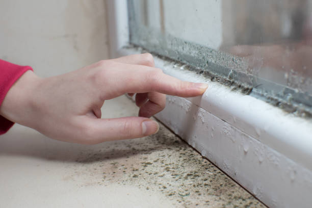 Best Airborne Mold Testing  in Normal, IL