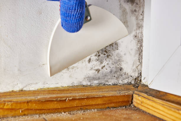 Best Basement Mold Removal  in Normal, IL