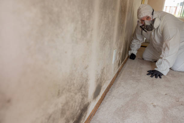 Best Mold Damage Restoration  in Normal, IL